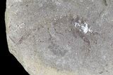 Unidentified Fossil Shrimp (Pos/Neg) - Mazon Creek #70629-4
